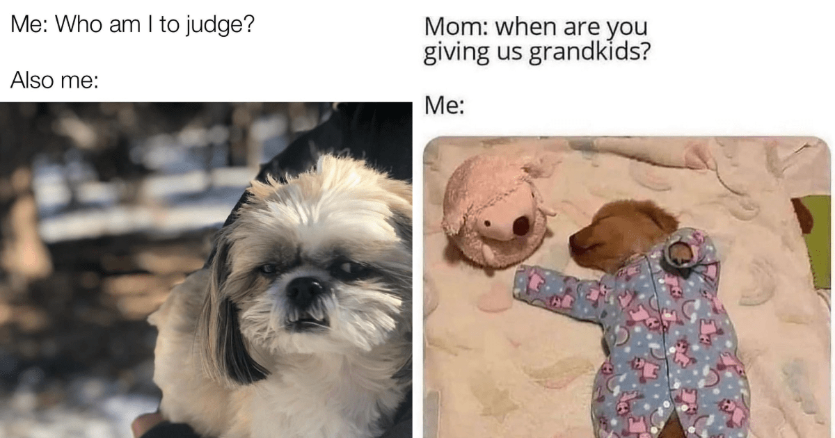 Rowdy And Wholesome Dog Memes For Your Midday Mood Booster - Animal 