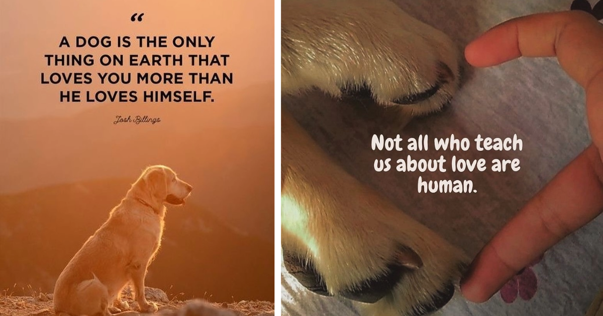 wholesome-dog-memes-to-remind-you-of-everything-that-is-good-in-the