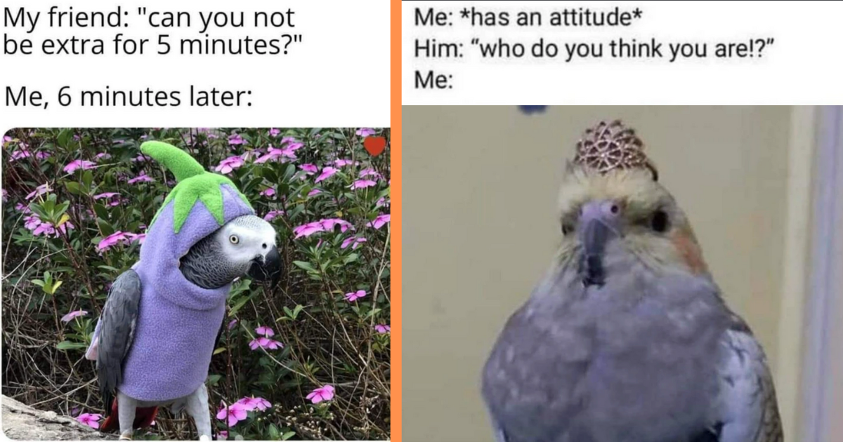 29 Flighty Funnies In The Form Of Bird Memes To Make The Day Fly By