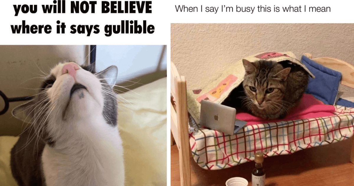 Silly Cat Memes That Are Definitely More Interesting Than Your Work - I ...