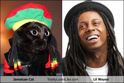 Jamaican Cat  Totally Looks Like Lil  Wayne  Cheezburger 