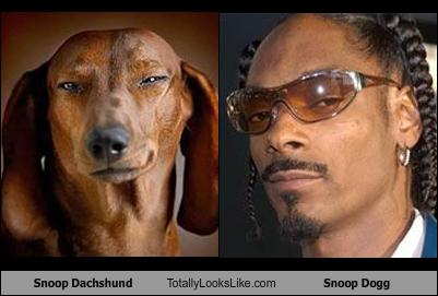 Snoop Dachshund Totally Looks Like Snoop Dogg - Memebase - Funny Memes