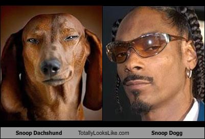 Memebase Snoop Dogg Page 6 All Your Memes In Our Base Funny Memes Cheezburger