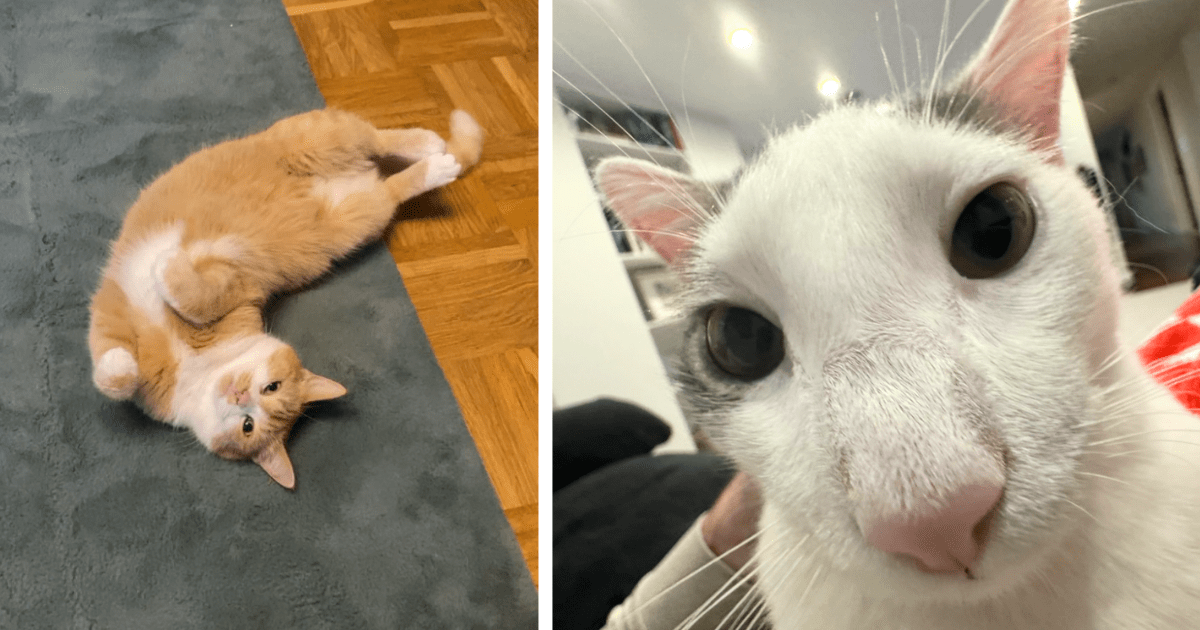 28 Purrfectly Funny Feline Pics That Tickle Our Whiskers And Our Funny
Bones