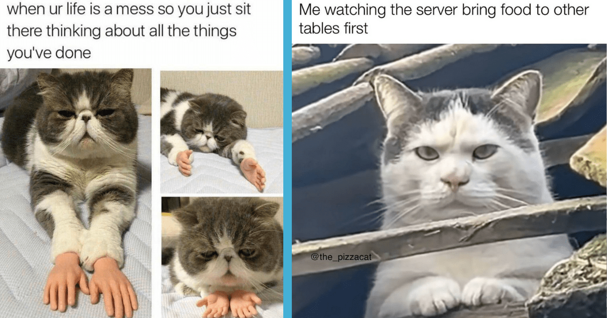 33 Emergency Cat Memes To Break Out In Case Of Boredom While Working
Through The 9-5 Grind