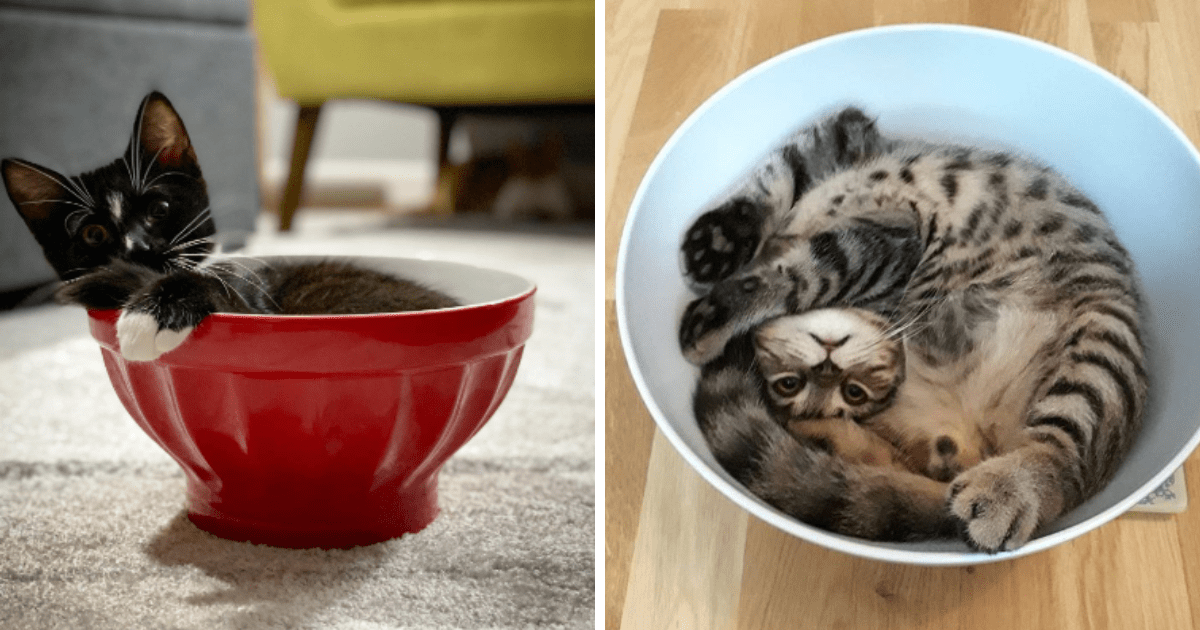 Bowled Beauties Featuring 24 Cute Cats Curled Up in Bowls For The
Purrfect Sunday Siesta