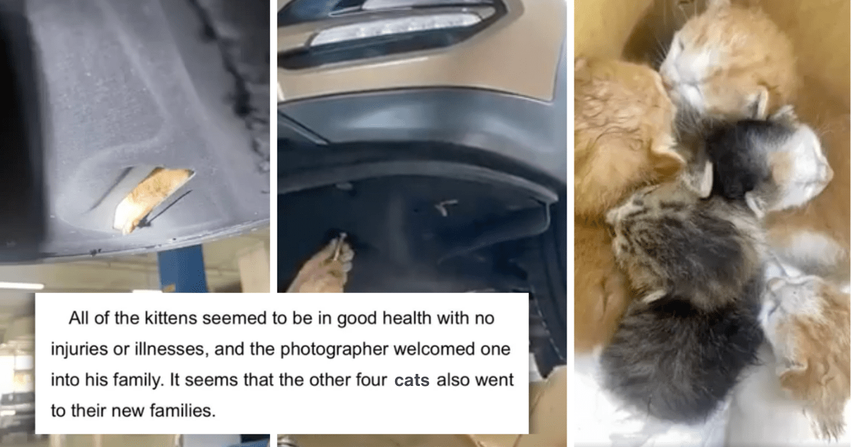 Mechanics Go From Examining Engines To Being Wholesome Heroes After
Saving 5 Stowaway Kittens During Routine Car Inspection