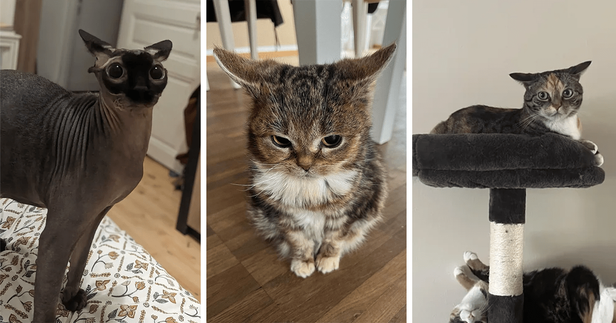20 Mildly Annoyed Cats Taking Their Airplane Ears To Brand New Heights