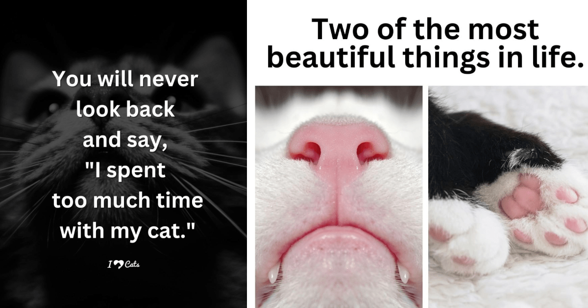 20 Wholesome Quotes And Memes Of Cats To Help You Unwind This Weekend
