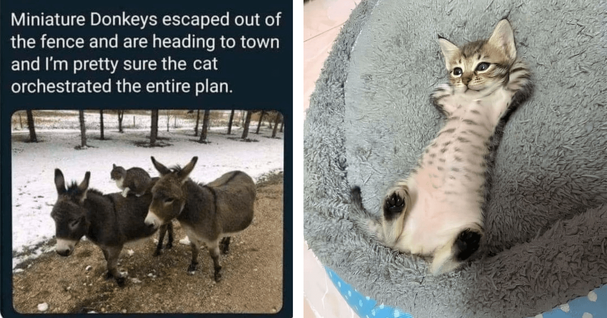 Heartwarming Cat Memes And Pics To Fill Your Soul With Innocent Love
