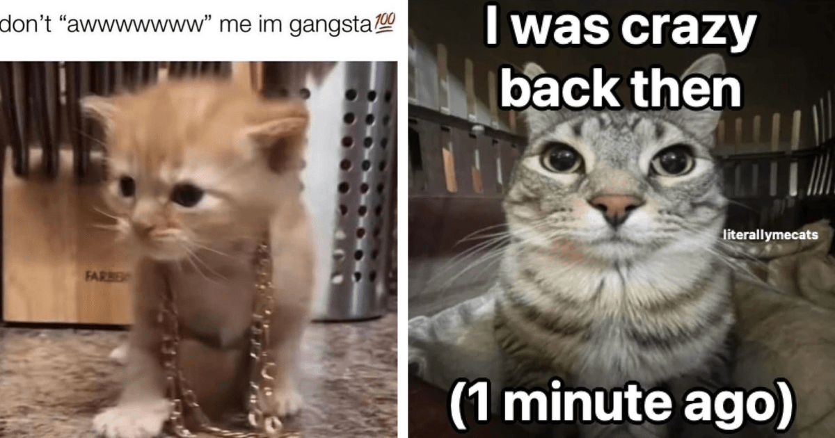 Spicy Cat Memes To Inspire You To Make Some Fiery Decisions