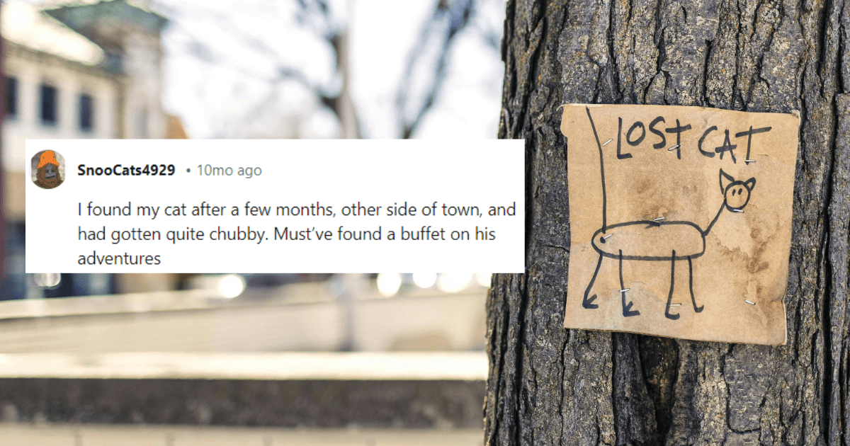 20 Heartwarming Stories Of How Lost Cats Were Found As Told By Reddit