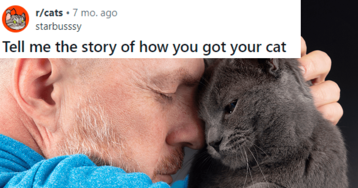 Wholesome Stories Of How Hoomans Met Their Cats For Your Mid-Week Mood
Booster