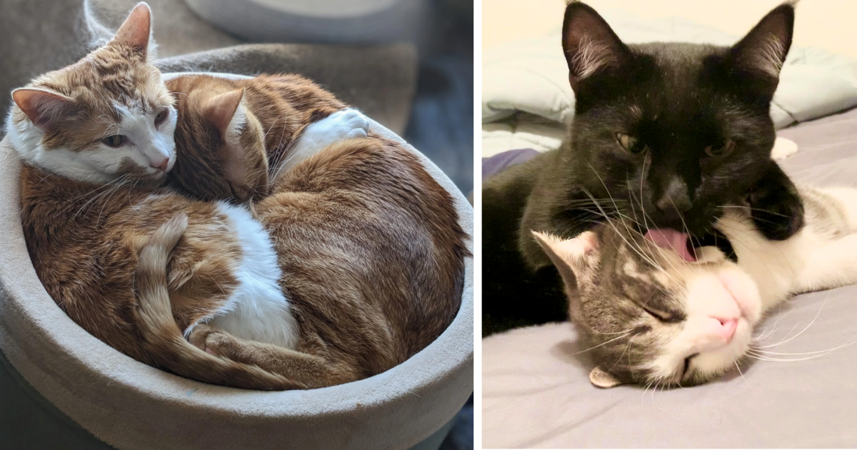 26 Purrfectly Paired Dynamic Duos Of Cats In Fuzzy Friendship Fiesta
With Their Feline Bestie