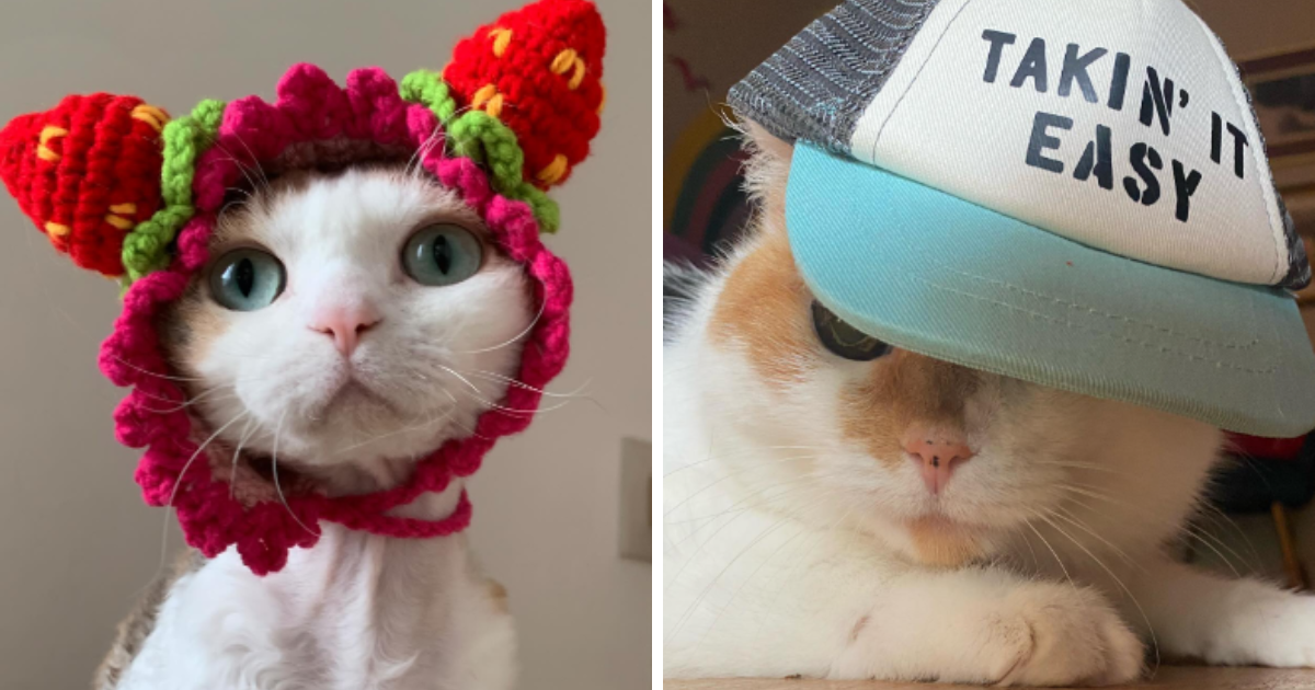 21 Fabulously Fashionable Fluffy Felines Flaunting Their Favorite Hats
For A Day Full Of Furry Fashion
