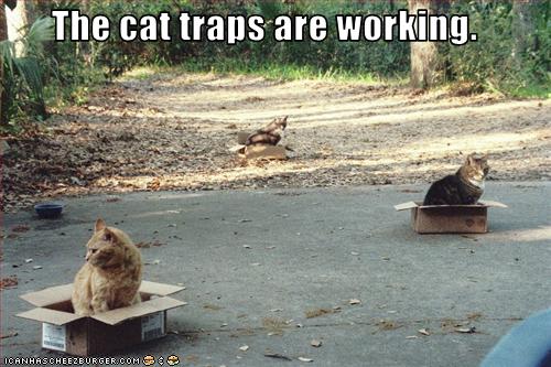 The cat traps are working. Cheezburger Funny Memes Funny Pictures