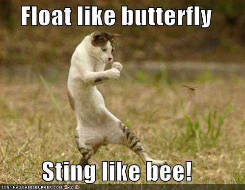 Float Like Butterfly Sting Like Bee Cheezburger Funny Memes Funny Pictures