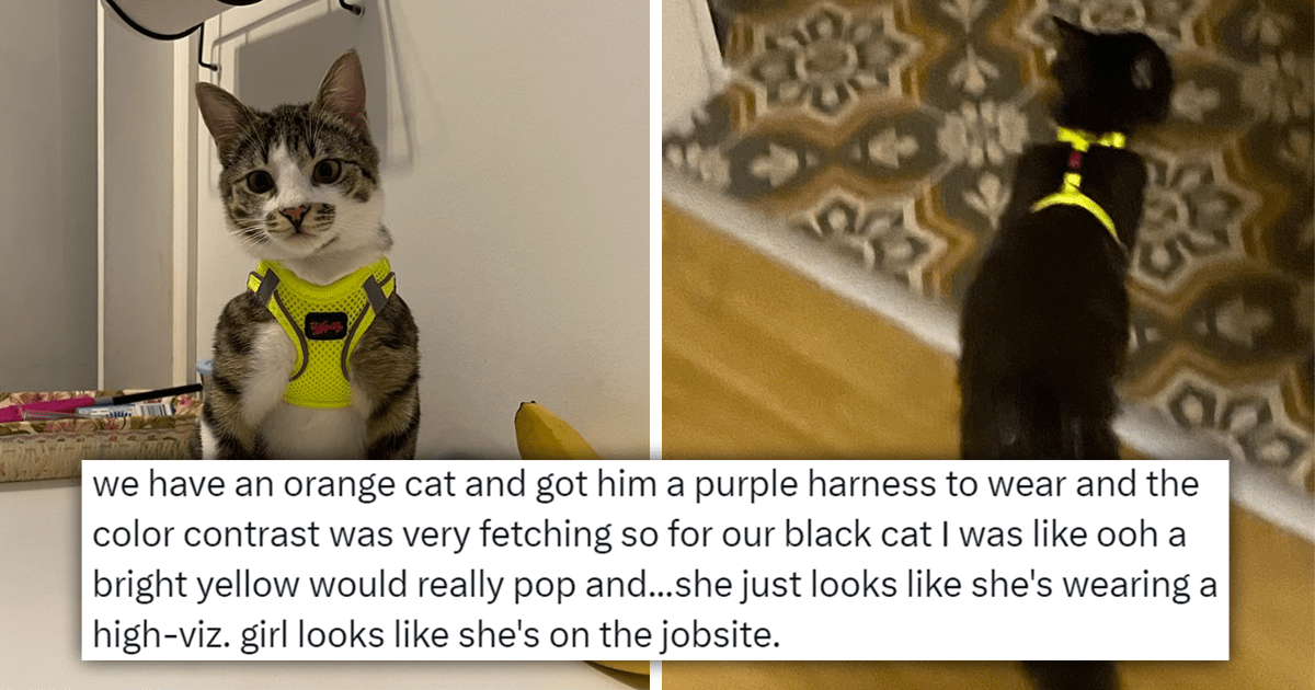 Black Cat In Bright Yellow Vest That Looks Like A Real Purrfessional ...