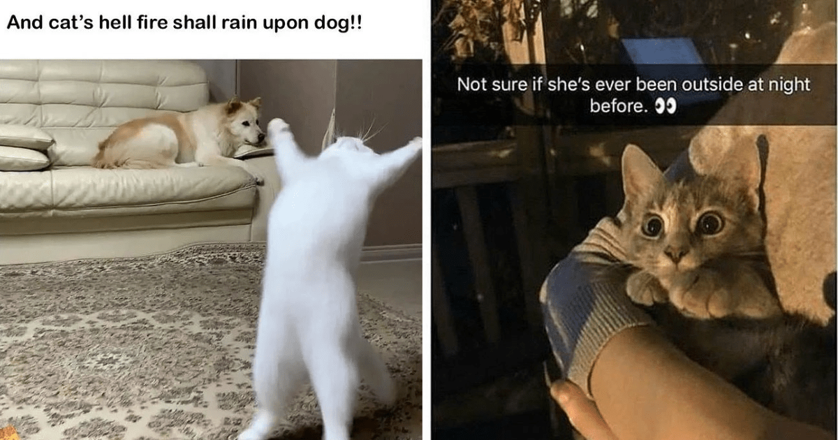 Cute And Clawminal Cat Memes To Delay Your Mid-Week Meltdown - I Can ...