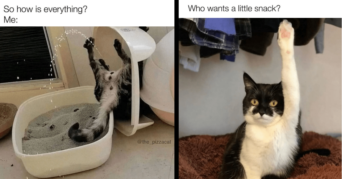 33 Hissterical Cat Memes To Rejoice In Reaching Halfway To Caturday - I ...