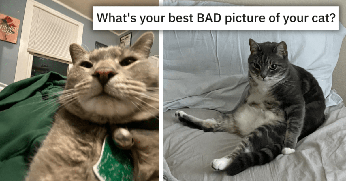 25 Cute Cats That Make Awkward Look Adorable By Being Unphotogenic And 