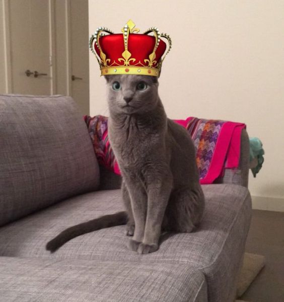 22 Cats That Have Mastered The Snapchat Filter Game I Can Has