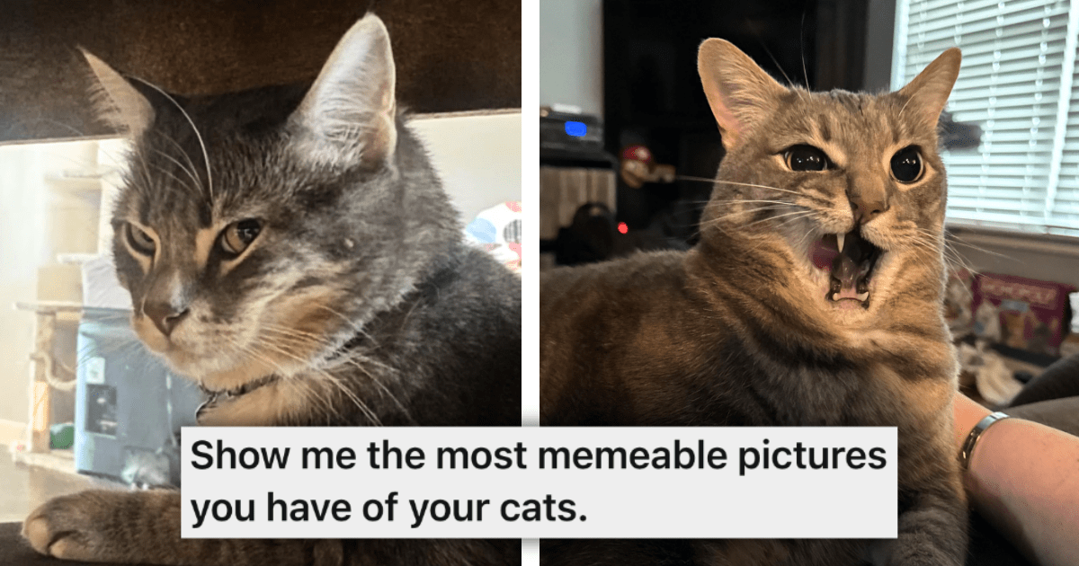 28 Hissterical Times Our Funny Felines Competed For The Most Meme-able ...