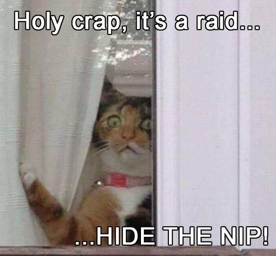 17 cats that might have had too much catnip i can has cheezburger? 17 cats that might have had too much catnip i can has cheezburger?