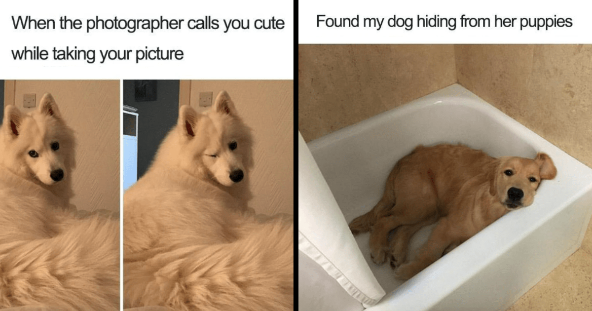 28 Heartwarming Dog Memes To Fill The Day With Pawsome Canine ...