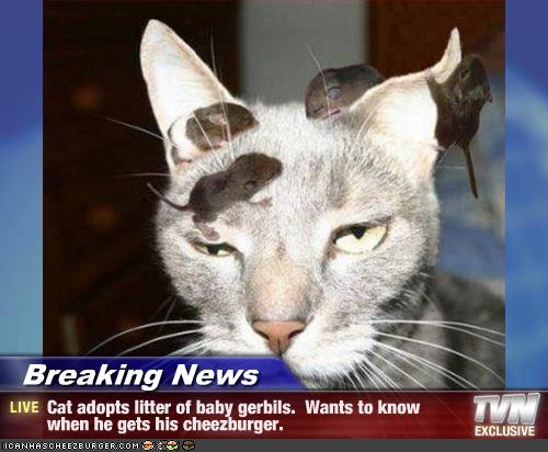 Breaking News - Cat adopts litter of baby gerbils. Wants ...
