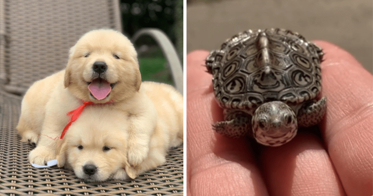 Terrific Tuesday Treats With 23 Precious Baby Animals To Pawsitively 