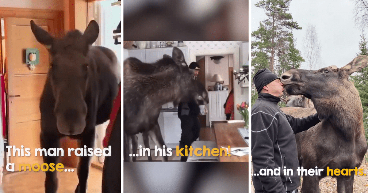 Heartwarming Hooman Finds Abandoned Moose Calf and Raises Her In His ...