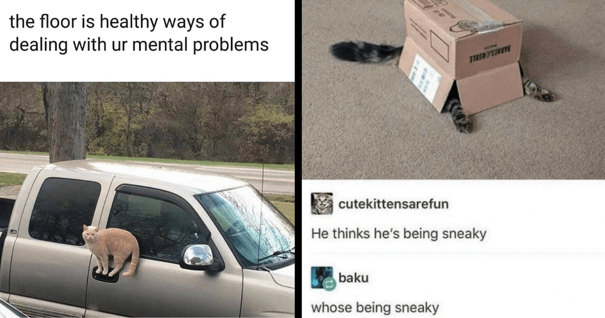 A Purrfectly Plotted Escape of 33 Hissterical Cat Memes to Help You ...