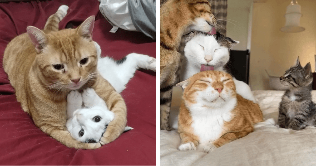 A Short Stack of Singular Brain Cells in the Form of Silly Orange Cats Doing What They Do Best, Being Awkward and Adorable