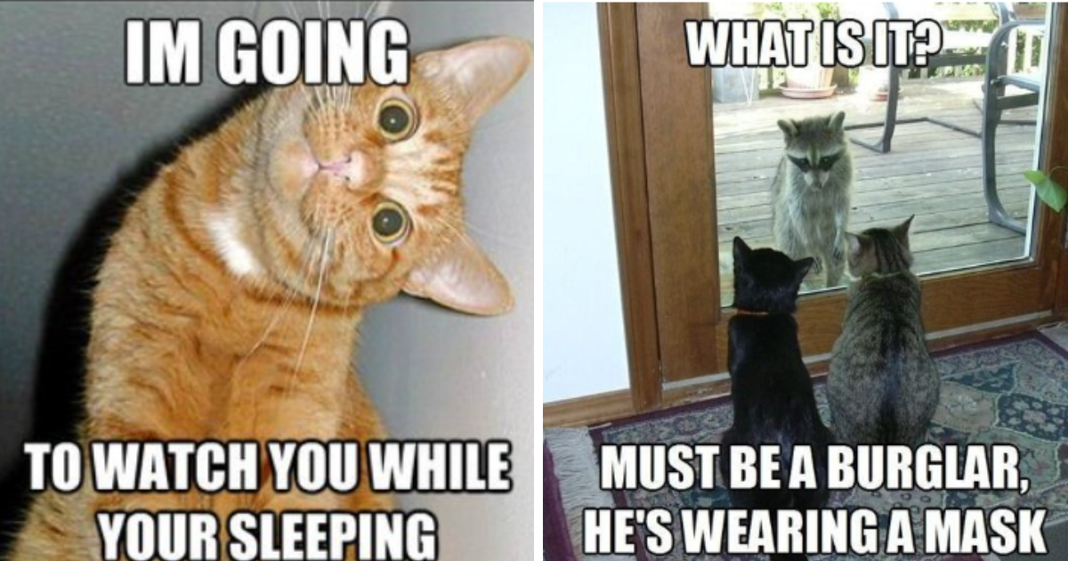 Jumpstart The Weekend With 27 Hissterical Cat Memes For A Feline Fueled ...