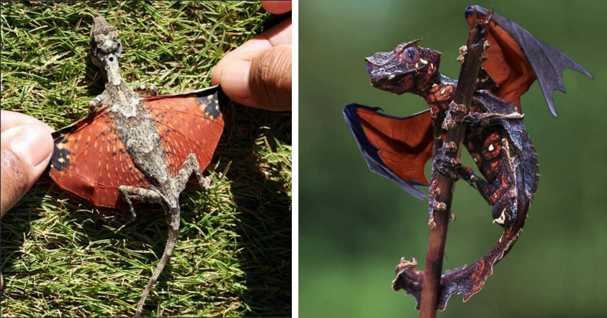 25 Amazing Animals That Look Like Real-Life Dragons To Bring Some