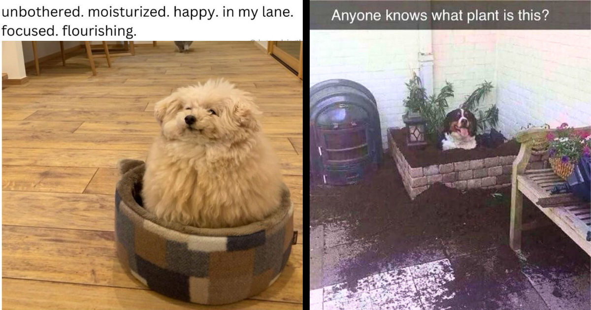 34 Pawsitively Funny Memes Of Doggos Being Perfectly Silly Pups To 