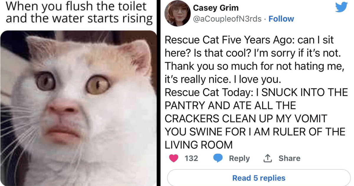 33 Purrfectly Funny Cat Memes from Your Whiskery Workplace to Laugh ...