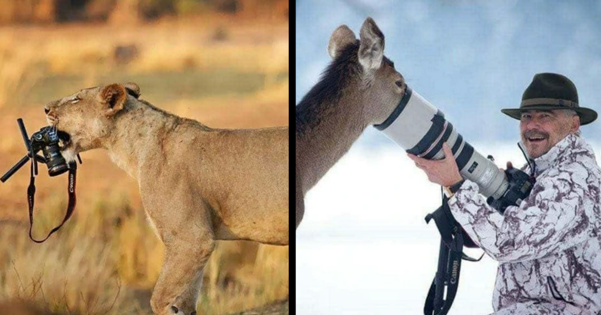 31 Pawsitive Pictures of Silly Animals Interrupting Wildlife ...