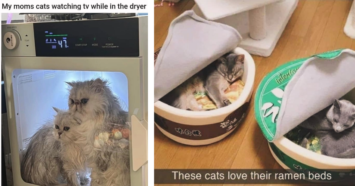 20 Funny Feline Memes Of Cute Cat Couples To Sweeten Your Sunday