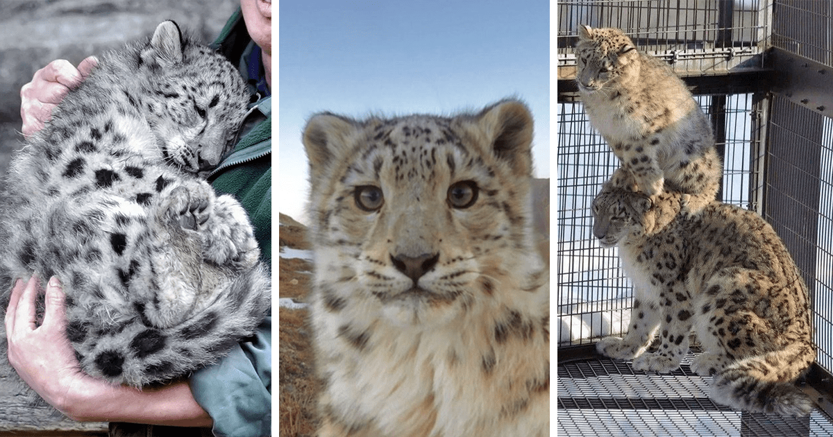 Majestic Snow Leopards Acting Purrcisely As Itty Bitty House Cats: I.e. Being Derpy As Heck