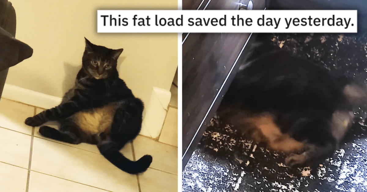 Cute Chonky Cat "Pastrami" Protects His Hooman Beans From Raiding Reptiles, Proves Big Kitties Can Be Big Heroes In Hissterical Story
