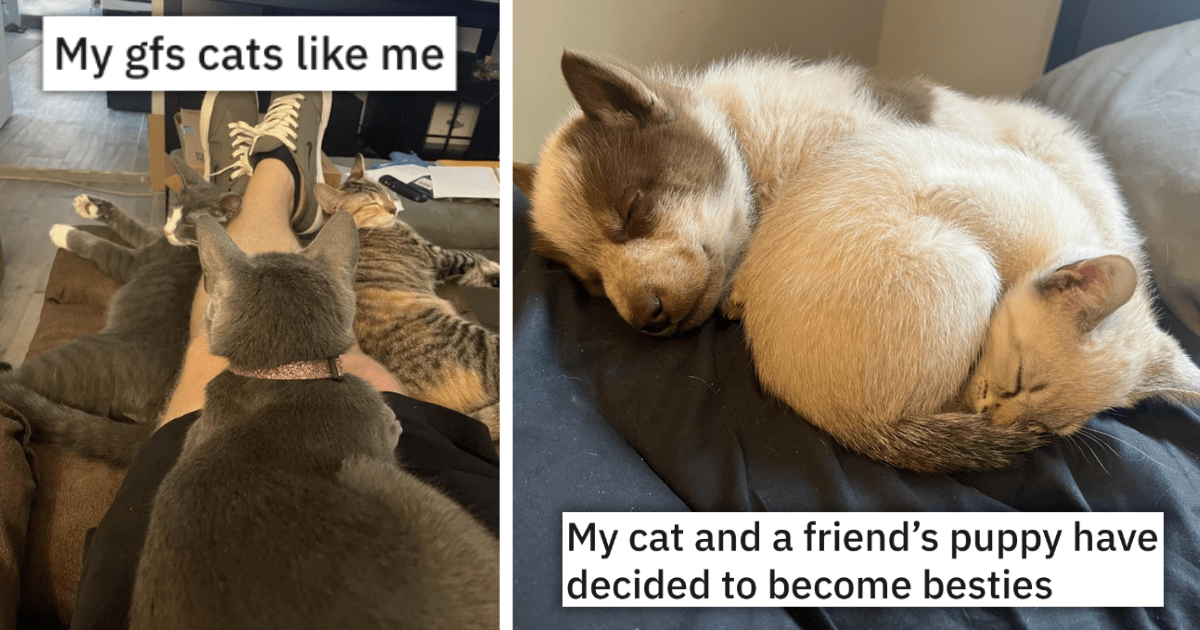 30 of the Cutest Cat Posts from the Last 30 Days to Add Some Wholesome Fluffy Fuel to Your Happiness Meter