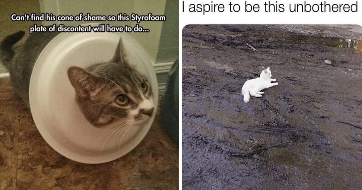 A Freshly Brewed Selection Of Cat Memes To Enjoy With Your Steaming
Hot Coffee This Sunday Morning