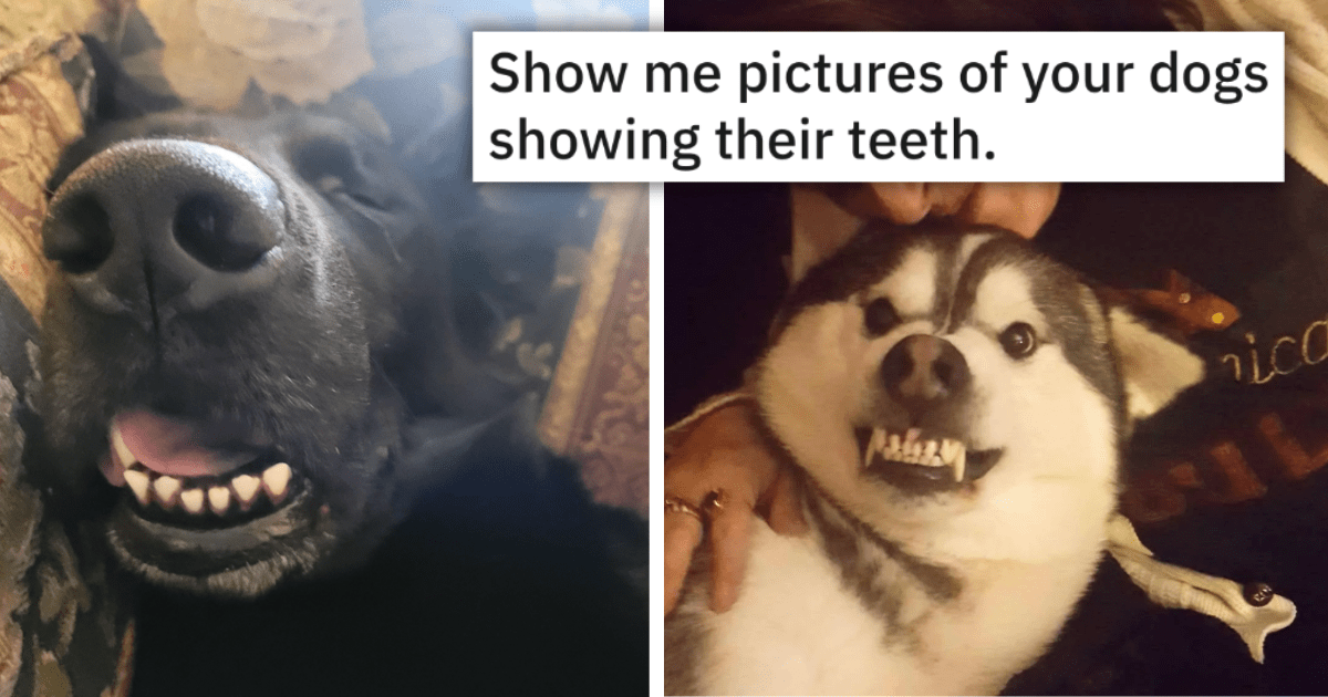 30 Terrific Teefies to Triumphantly Treat Yourself With Pawsitive ...