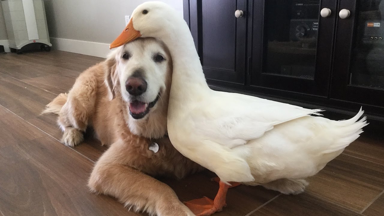 Dog And Duck Are Inseparable Best Friends - I Can Has Cheezburger?