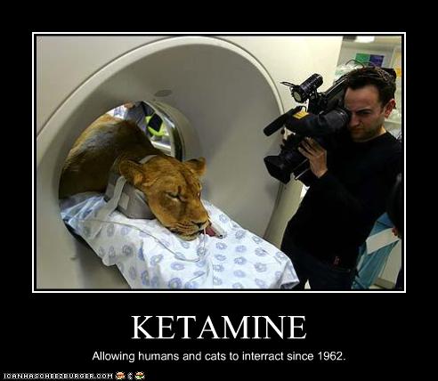KETAMINE Cheezburger Funny Memes Funny Pictures