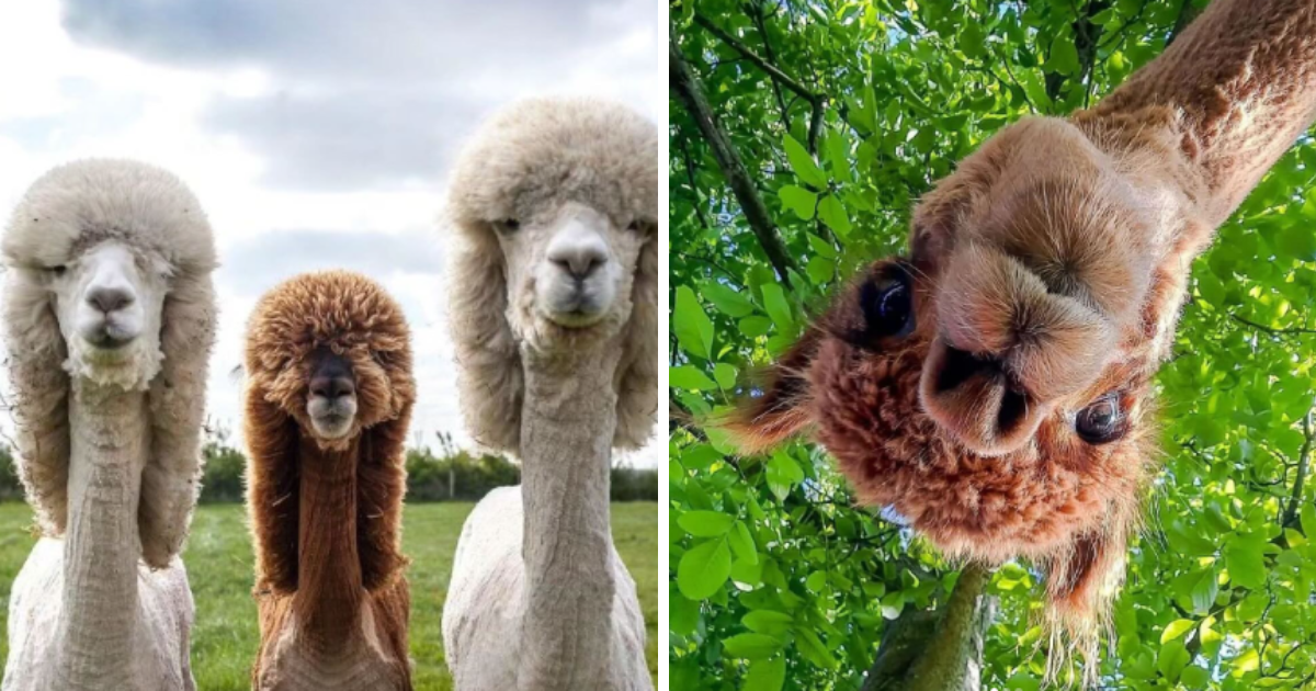 Thursday Treats With 23 Cheeky Alpacas Ready To Spice Up The Day With 