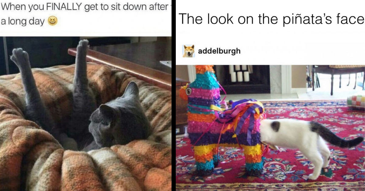 30 Purrfect Cat Memes for Feline Folks in Need of a Slow and Silly
Sunday Before the Work Week Begins