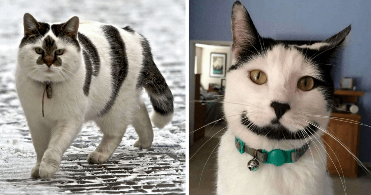 33 Cute Kitty Cats Sporting Some Pretty Pawesome Patterns and
Meowrvelous Markings